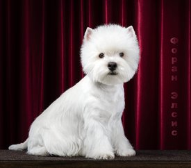 IMG-20200127-WA0002.jpg (98.31 КБ, Просмотров: 2237) IMG-20200127-WA0002.jpg