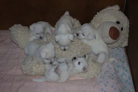 IMG_4242.jpg (96.75 КБ, Просмотров: 2350) IMG_4242.jpg