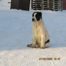 IMG_2080.JPG (370.99 КБ, Просмотров: 1244) IMG_2080.JPG