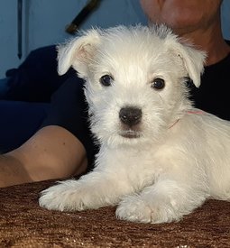 20200210_222027.jpg (67.25 КБ, Просмотров: 2106) 20200210_222027.jpg