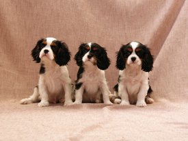 PicsArt_1581675748638.jpg (115.23 КБ, Просмотров: 2316) PicsArt_1581675748638.jpg