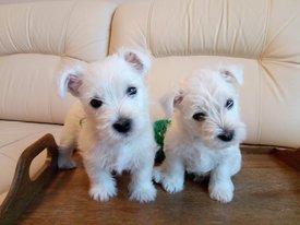 IMG-20200224-WA0007.jpg (89.09 КБ, Просмотров: 2033) IMG-20200224-WA0007.jpg