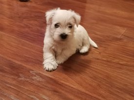 IMG-20200224-WA0010.jpg (79.51 КБ, Просмотров: 2033) IMG-20200224-WA0010.jpg