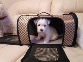 IMG-20200224-WA0015.jpg (112.94 КБ, Просмотров: 2230) IMG-20200224-WA0015.jpg