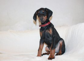 кобель.jpg (240.65 КБ, Просмотров: 3690) кобель.jpg