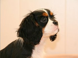 Screenshot_20200306_114431.jpg (124.96 КБ, Просмотров: 2175) Screenshot_20200306_114431.jpg