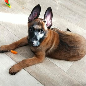 IMG_20200310_074830_028.jpg (163.95 КБ, Просмотров: 3074) IMG_20200310_074830_028.jpg