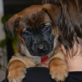 IMG_20200213_190226_117.jpg (67.68 КБ, Просмотров: 3060) IMG_20200213_190226_117.jpg