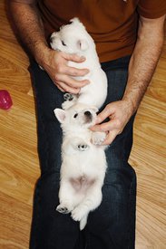 IMG_4403.jpg (85.55 КБ, Просмотров: 1805) IMG_4403.jpg