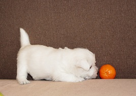 IMG_4436.jpg (39.62 КБ, Просмотров: 1805) IMG_4436.jpg