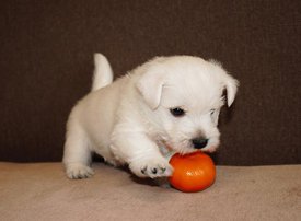 IMG_4440.jpg (46.31 КБ, Просмотров: 1805) IMG_4440.jpg