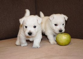 IMG_4446.jpg (52.06 КБ, Просмотров: 1805) IMG_4446.jpg