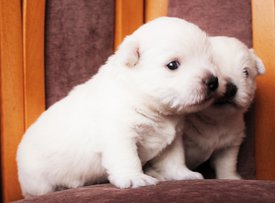 IMG_4291.jpg (81.99 КБ, Просмотров: 1805) IMG_4291.jpg