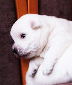 IMG_4304 (2).jpg (45.17 КБ, Просмотров: 1805) IMG_4304 (2).jpg