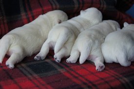 10557522_278401889021184_7502323049715889246_o.jpg (301.06 КБ, Просмотров: 13627) 10557522_278401889021184_7502323049715889246_o.jpg