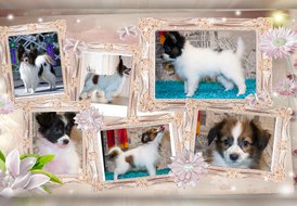 загружено (2).jpg (688.55 КБ, Просмотров: 3835) загружено (2).jpg