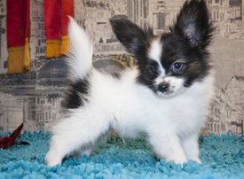 кролик.jpg (264.47 КБ, Просмотров: 3768) кролик.jpg