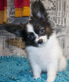 крол.jpg (200.4 КБ, Просмотров: 3633) крол.jpg