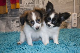 коб.jpg (342.25 КБ, Просмотров: 3307) коб.jpg