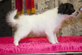 сирень.jpg (297.64 КБ, Просмотров: 3347) сирень.jpg