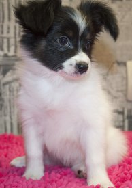 сирен.jpg (143.9 КБ, Просмотров: 3611) сирен.jpg