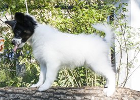 IMG_7580.1.jpg (495.87 КБ, Просмотров: 3520) IMG_7580.1.jpg