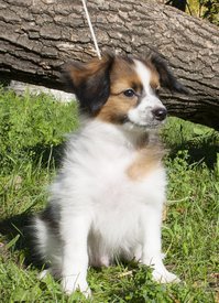 IMG_7606.1.jpg (436.09 КБ, Просмотров: 4110) IMG_7606.1.jpg