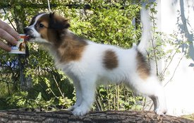 IMG_7592.1.jpg (523.63 КБ, Просмотров: 3655) IMG_7592.1.jpg