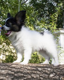 IMG_7620.1.jpg (555.16 КБ, Просмотров: 3516) IMG_7620.1.jpg