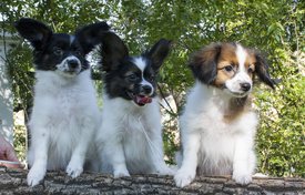 IMG_7634.1.jpg (272.89 КБ, Просмотров: 3510) IMG_7634.1.jpg