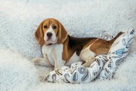 У нас теперь есть собака- Зевс ( парода-Бигль).jpg (18.45 КБ, Просмотров: 28811) У нас теперь есть собака- Зевс ( парода-Бигль).jpg