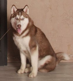 getImage (1).jpg (23.74 КБ, Просмотров: 9771) getImage (1).jpg