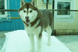 getImage (2).jpg (58.59 КБ, Просмотров: 10402) getImage (2).jpg