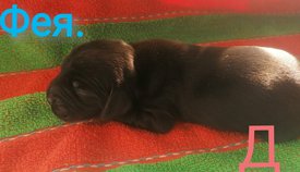 IMG_20210223_125858.jpg (367.09 КБ, Просмотров: 3450) IMG_20210223_125858.jpg