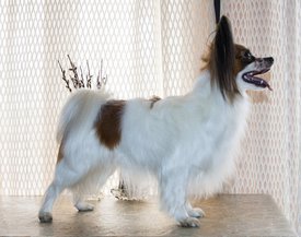 IMG_0312 испр.jpg (724.6 КБ, Просмотров: 7164) IMG_0312 испр.jpg