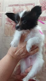 20210711_150948 испр.jpg (225.82 КБ, Просмотров: 7161) 20210711_150948 испр.jpg