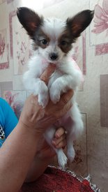 20210711_151552 (2)испр.jpg (242.15 КБ, Просмотров: 7161) 20210711_151552 (2)испр.jpg