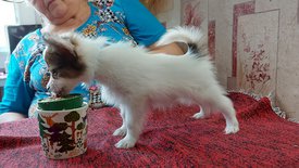 20210711_151940испр.jpg (279.39 КБ, Просмотров: 6943) 20210711_151940испр.jpg