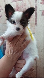 20210711_144935испр.jpg (216.92 КБ, Просмотров: 7280) 20210711_144935испр.jpg