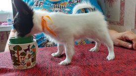 20210711_150358испр.jpg (468.28 КБ, Просмотров: 7280) 20210711_150358испр.jpg