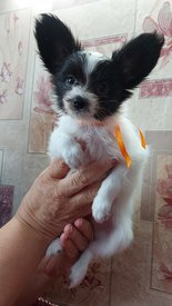 20210711_150604испр.jpg (226.4 КБ, Просмотров: 7154) 20210711_150604испр.jpg