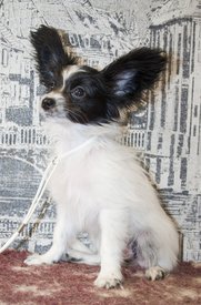 IMG_8054.1.jpg (247.17 КБ, Просмотров: 6673) IMG_8054.1.jpg