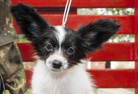 IMG_8034.1.jpg (228.61 КБ, Просмотров: 6673) IMG_8034.1.jpg