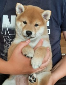 WhatsApp Image 2021-09-07 at 18.57.23.jpeg (252.22 КБ, Просмотров: 2529) WhatsApp Image 2021-09-07 at 18.57.23.jpeg