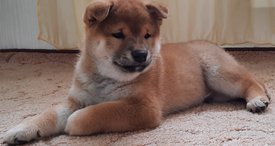 WhatsApp Image 2021-09-07 at 18.57.03.jpeg (119.13 КБ, Просмотров: 2529) WhatsApp Image 2021-09-07 at 18.57.03.jpeg