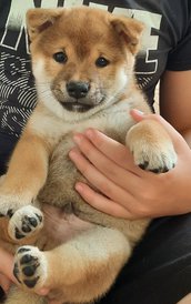 WhatsApp Image 2021-09-07 at 18.56.48.jpeg (240.23 КБ, Просмотров: 2433) WhatsApp Image 2021-09-07 at 18.56.48.jpeg