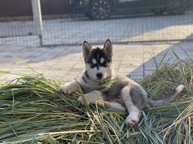 90D88F7B-BCDC-45D4-ADA0-E0B54F0EE8D6.jpeg (114.01 КБ, Просмотров: 2297) 90D88F7B-BCDC-45D4-ADA0-E0B54F0EE8D6.jpeg