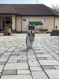 676B276E-35AB-4BD6-8EF6-FF34D9DDFB90.jpeg (96.3 КБ, Просмотров: 2297) 676B276E-35AB-4BD6-8EF6-FF34D9DDFB90.jpeg