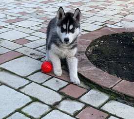 87CEBF88-8D36-4658-BA9B-EA4B1895D8D9.jpeg (179.64 КБ, Просмотров: 2297) 87CEBF88-8D36-4658-BA9B-EA4B1895D8D9.jpeg