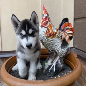 5CA60B8D-0CCC-4F3B-9A26-0BD9ABA76BEC.jpeg (155.79 КБ, Просмотров: 2296) 5CA60B8D-0CCC-4F3B-9A26-0BD9ABA76BEC.jpeg